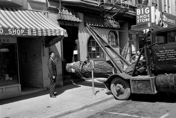 1960 - Tree moving